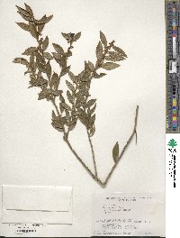 Ilex rugosa image