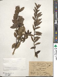 Ilex rugosa image