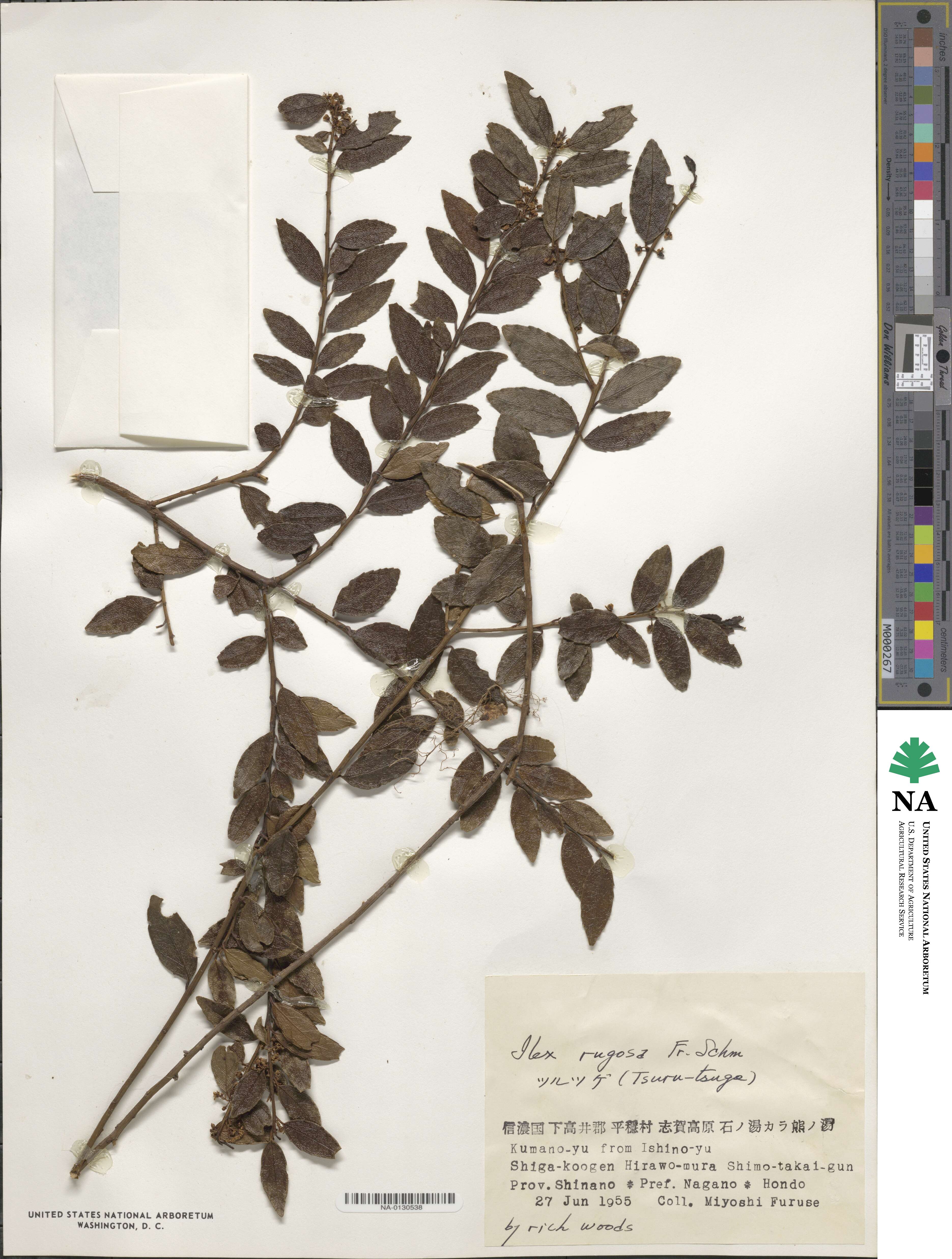 Ilex rugosa image