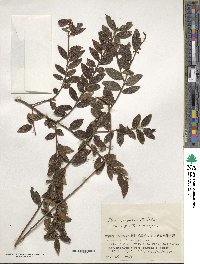 Ilex rugosa image