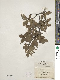 Ilex serrata image