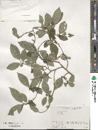 Ilex serrata image