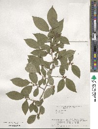 Ilex serrata image