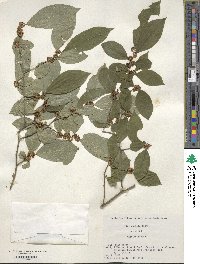 Ilex serrata image