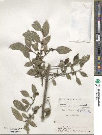 Ilex serrata image