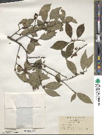 Ilex serrata image