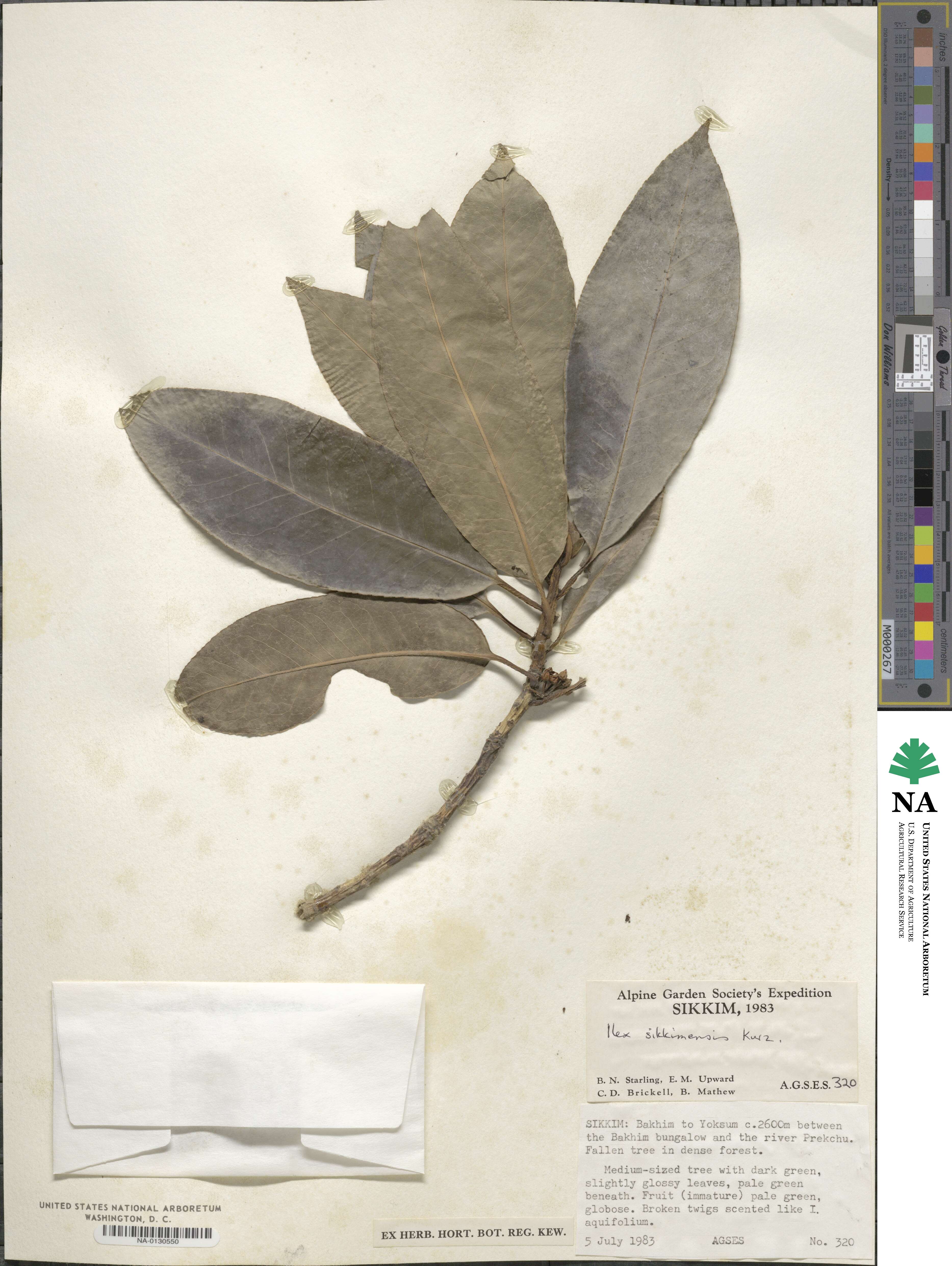 Ilex sikkimensis image