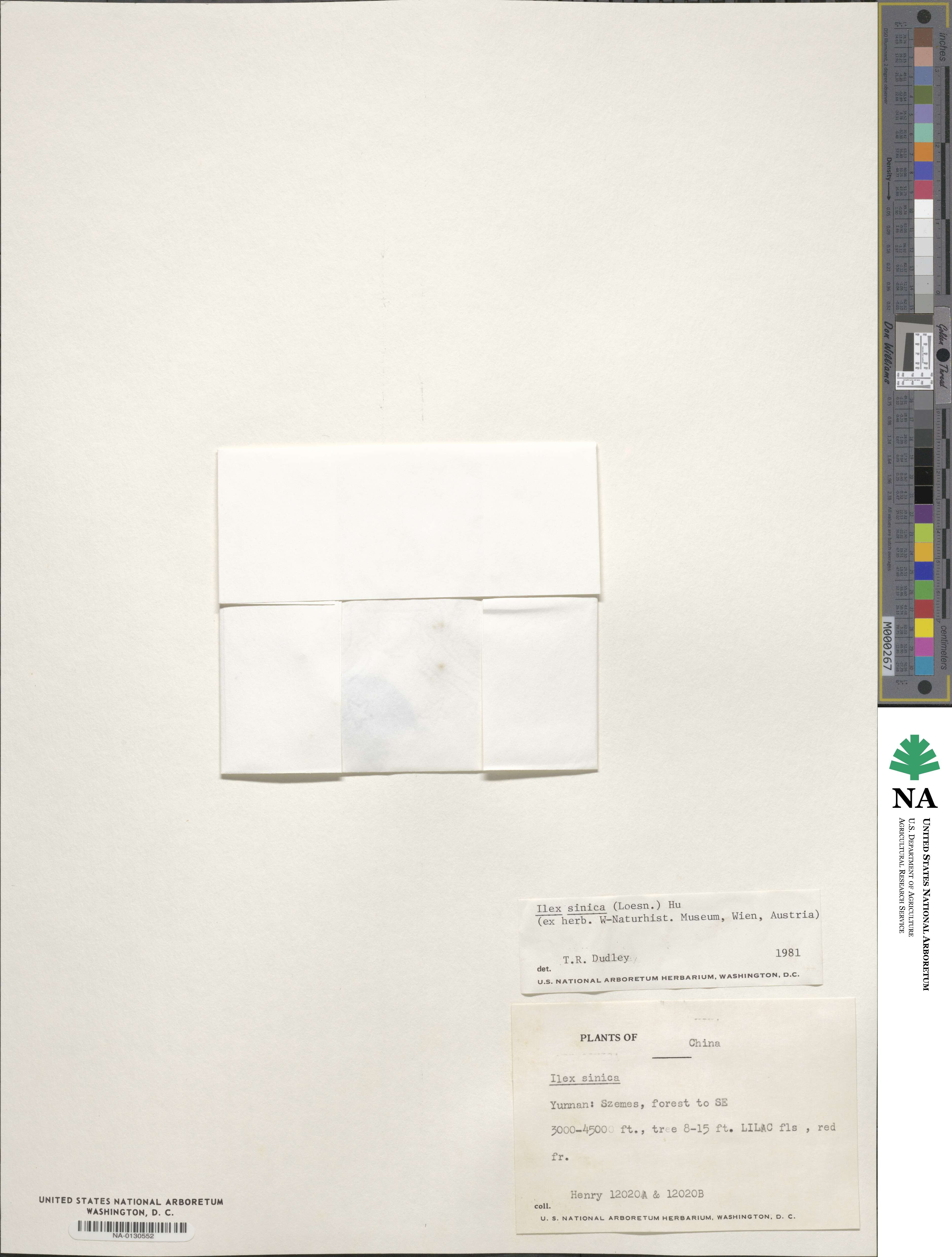 Ilex sinica image