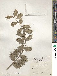 Ilex aquifolium image