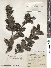 Ilex aquifolium image