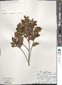 Ilex sugerokii image