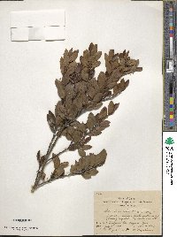 Ilex sugerokii image