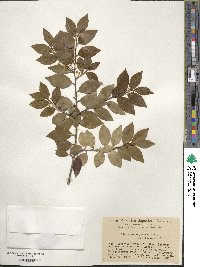 Ilex sugerokii image