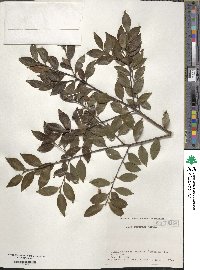 Ilex sugerokii image