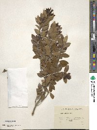 Ilex sugerokii image