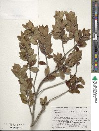 Ilex sugerokii image