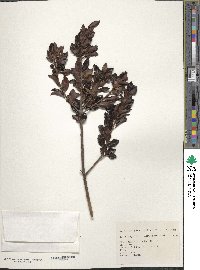 Ilex sugerokii var. brevipedunculata image