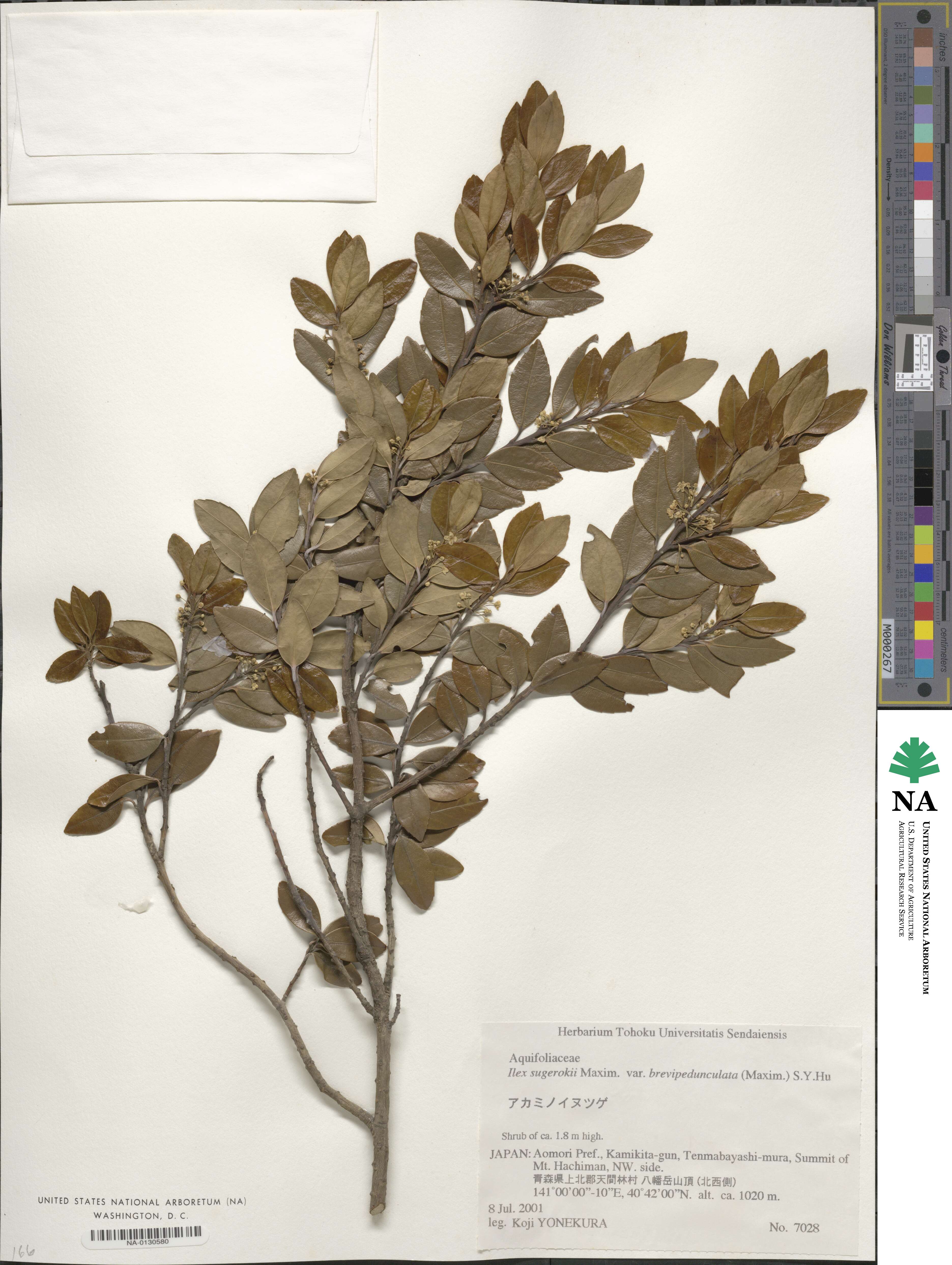 Ilex sugerokii var. brevipedunculata image