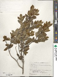 Ilex sugerokii image