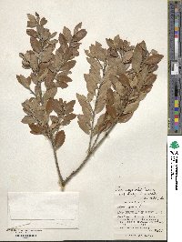 Ilex sugerokii var. brevipedunculata image