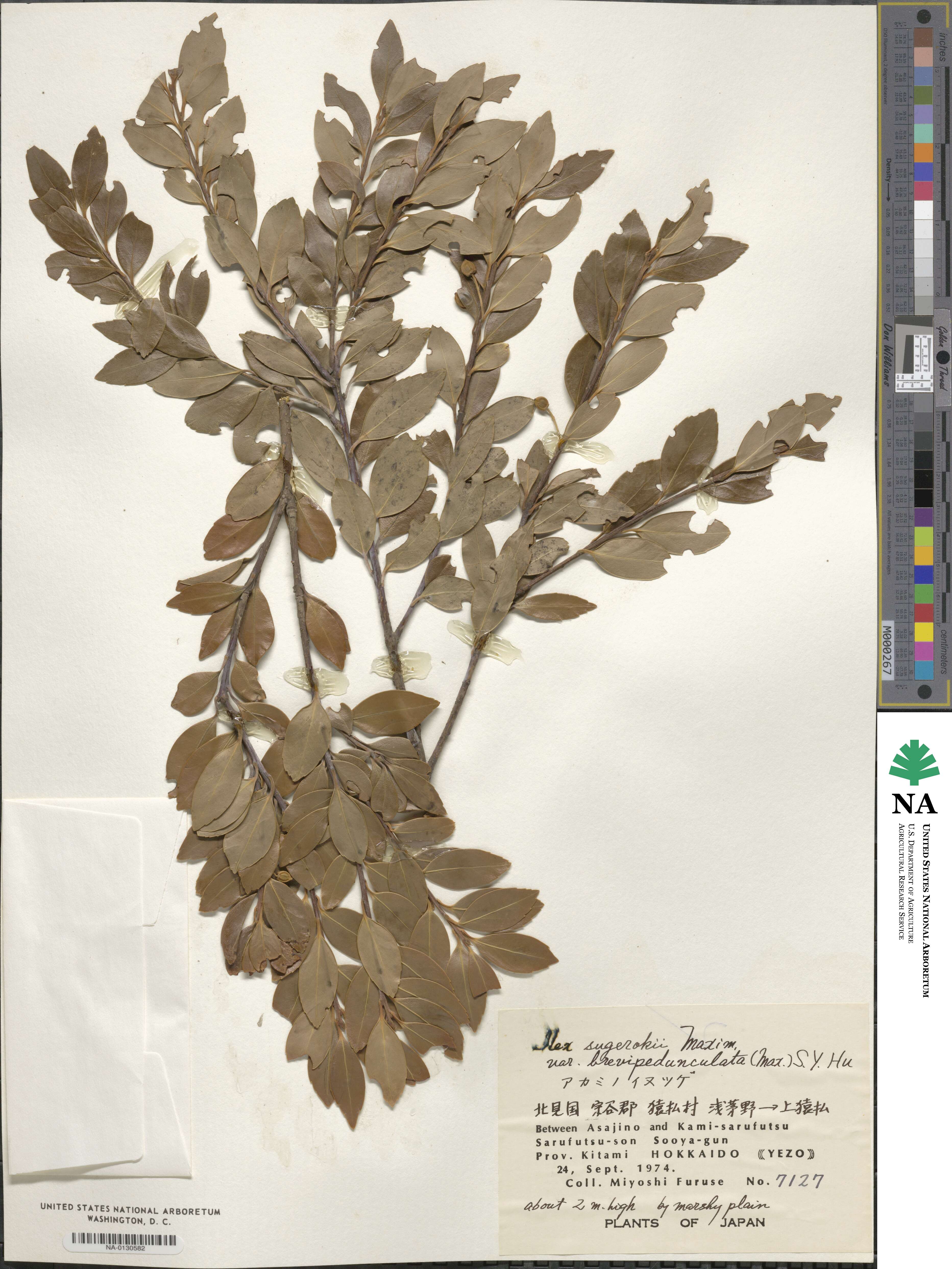 Ilex sugerokii var. brevipedunculata image