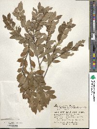 Ilex sugerokii image