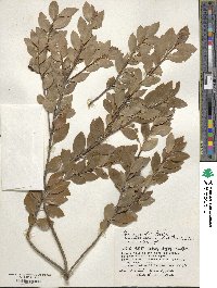 Ilex sugerokii image