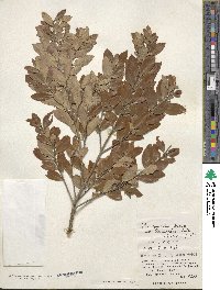 Ilex sugerokii image