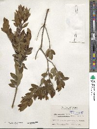 Ilex sugerokii var. brevipedunculata image