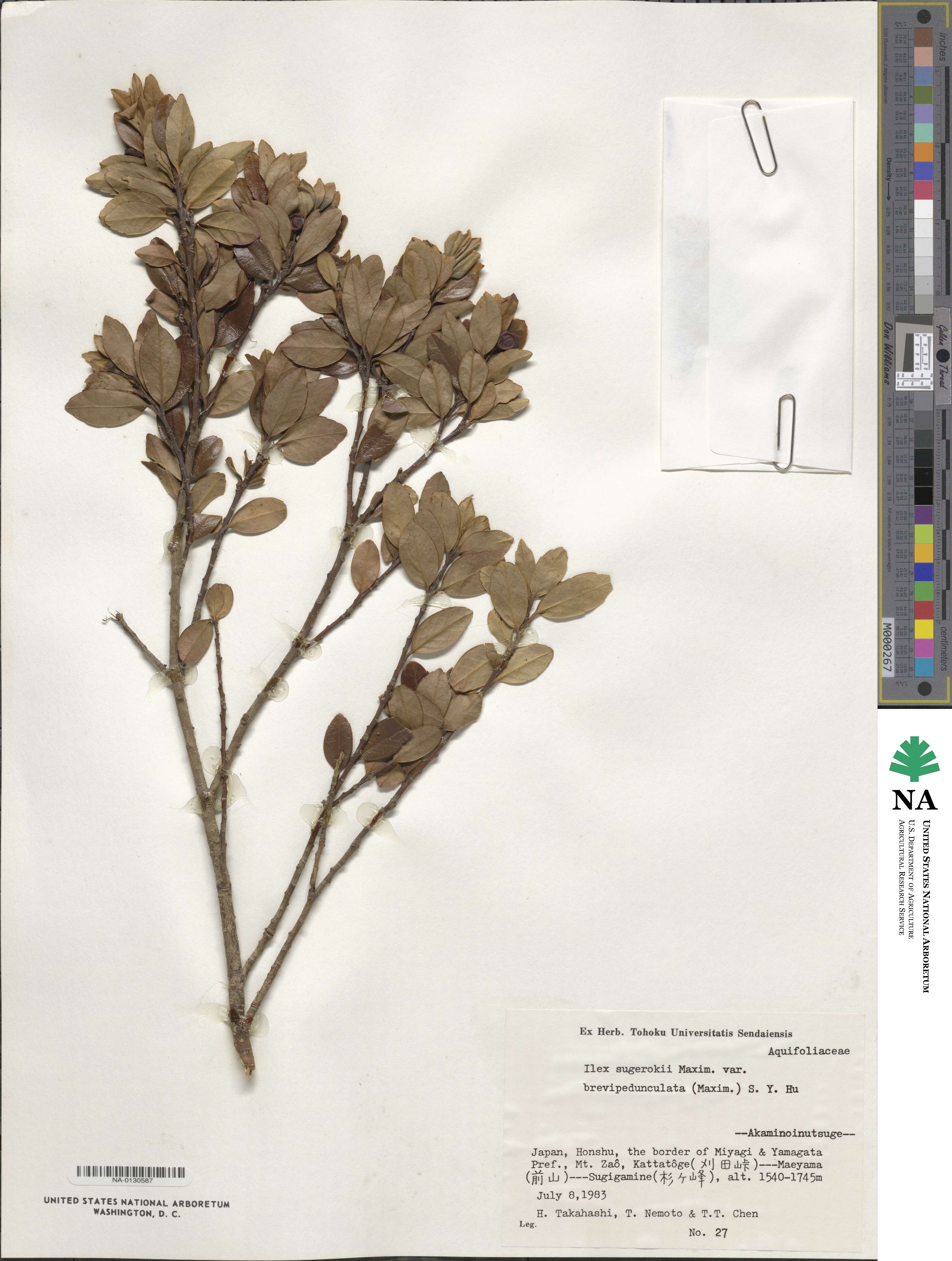 Ilex sugerokii var. brevipedunculata image