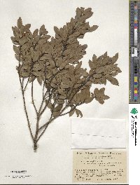 Ilex sugerokii var. brevipedunculata image