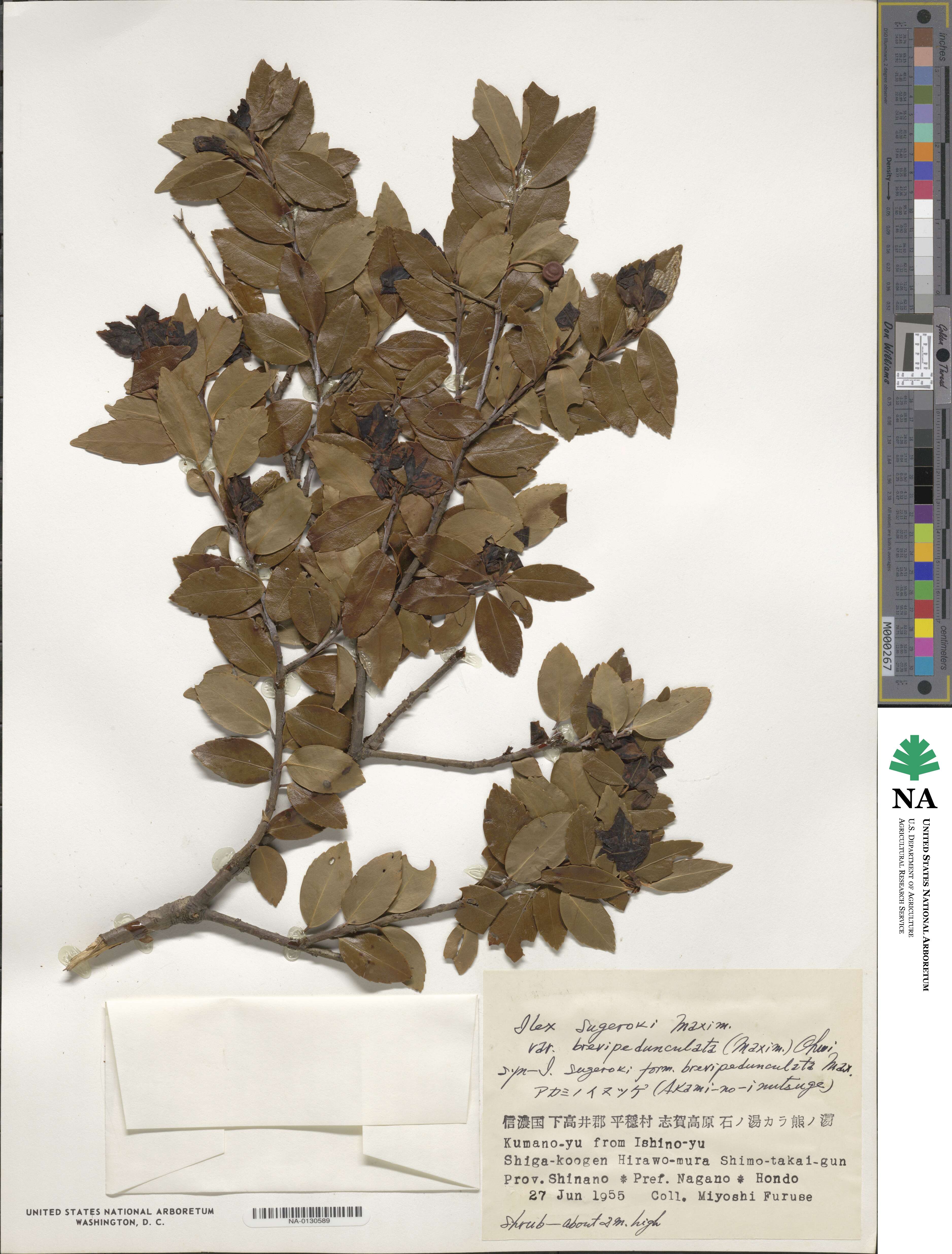 Ilex sugerokii var. brevipedunculata image