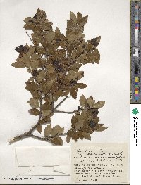 Ilex sugerokii var. brevipedunculata image