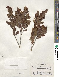 Ilex sugerokii var. brevipedunculata image