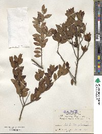 Ilex sugerokii var. brevipedunculata image