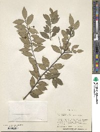 Ilex sugerokii image