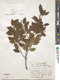 Ilex sugerokii image