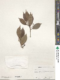 Ilex suaveolens image