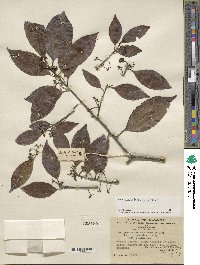 Ilex suaveolens image