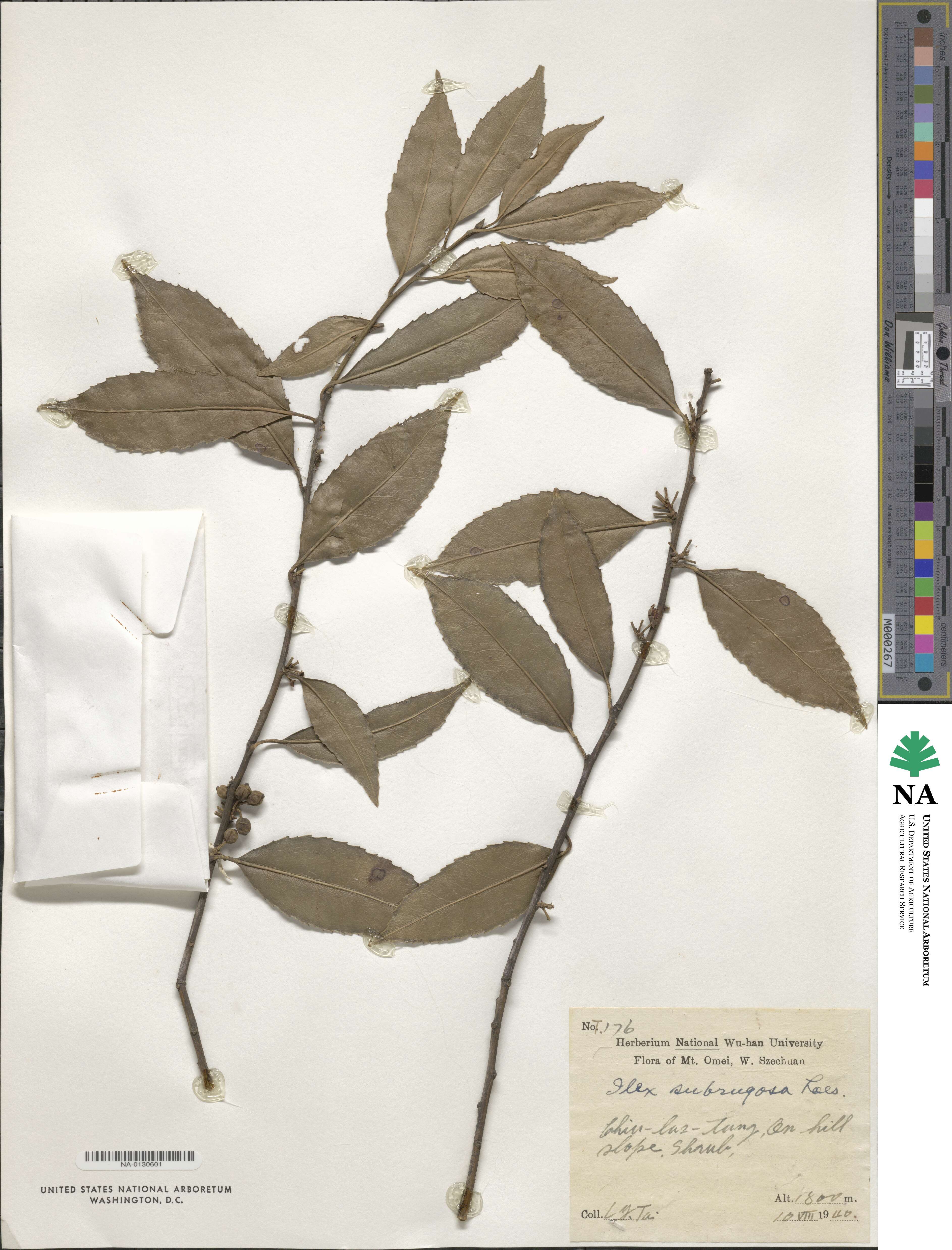 Ilex subrugosa image