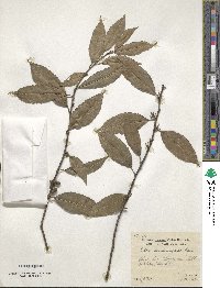 Ilex subrugosa image