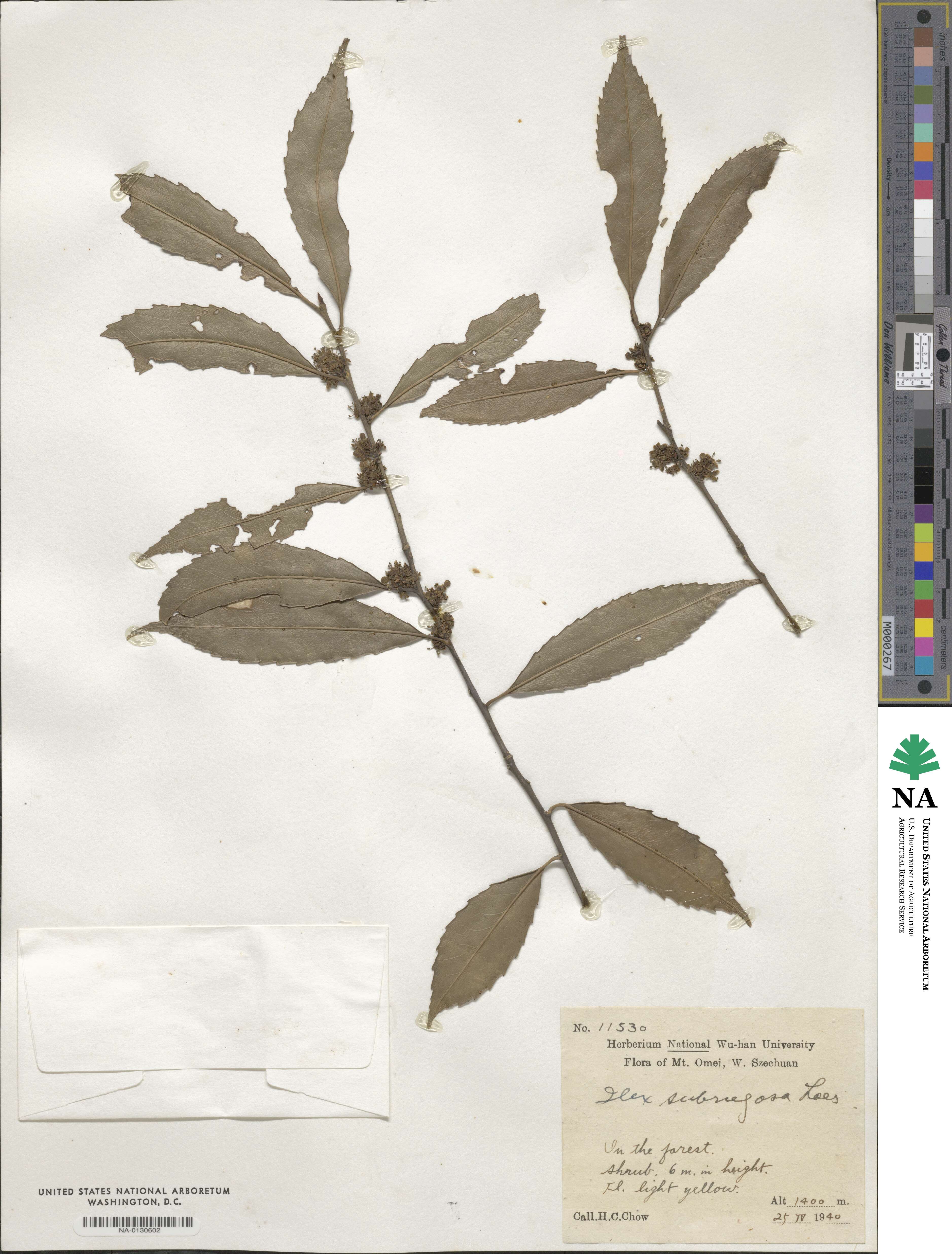 Ilex subrugosa image