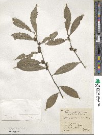 Ilex subrugosa image