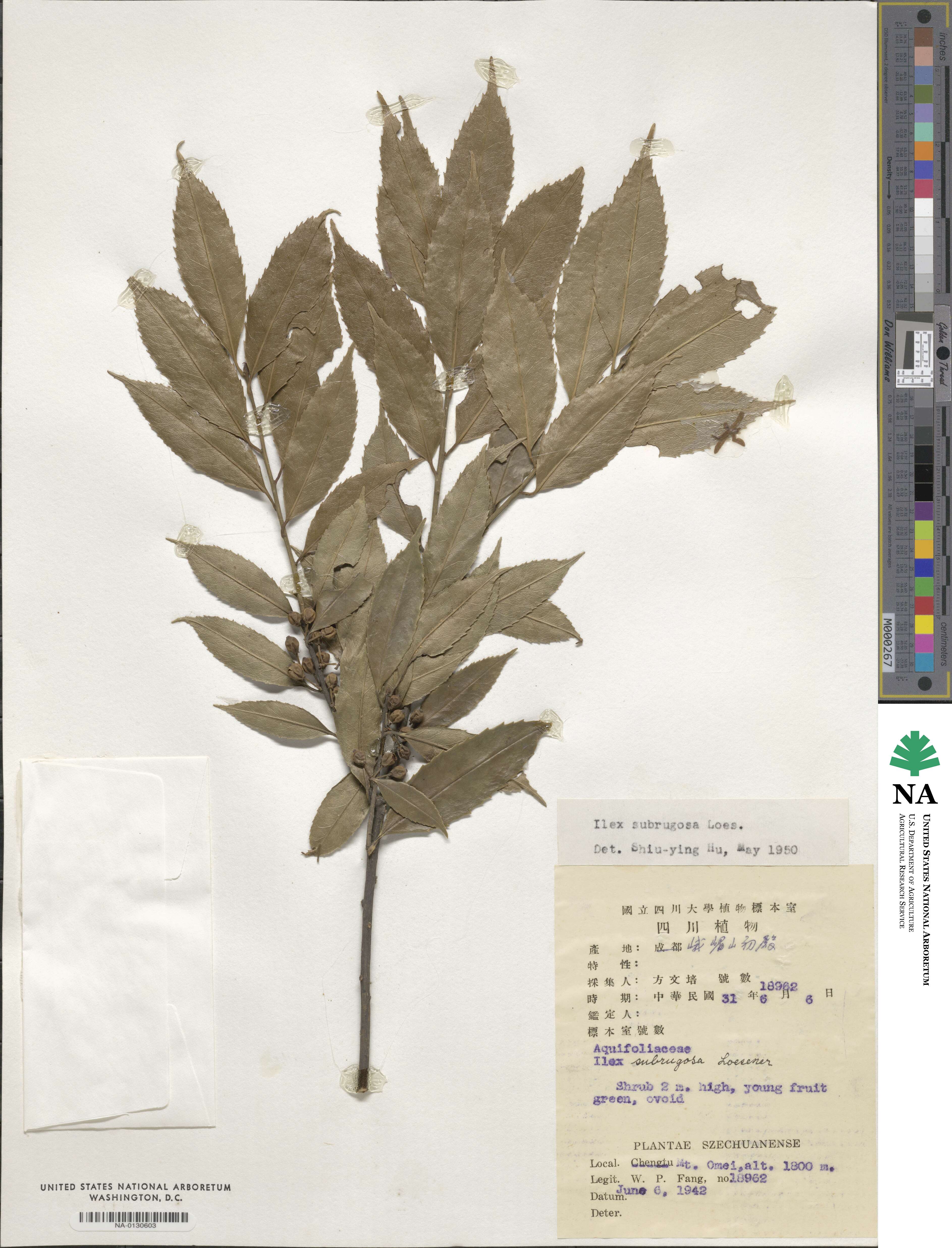 Ilex subrugosa image