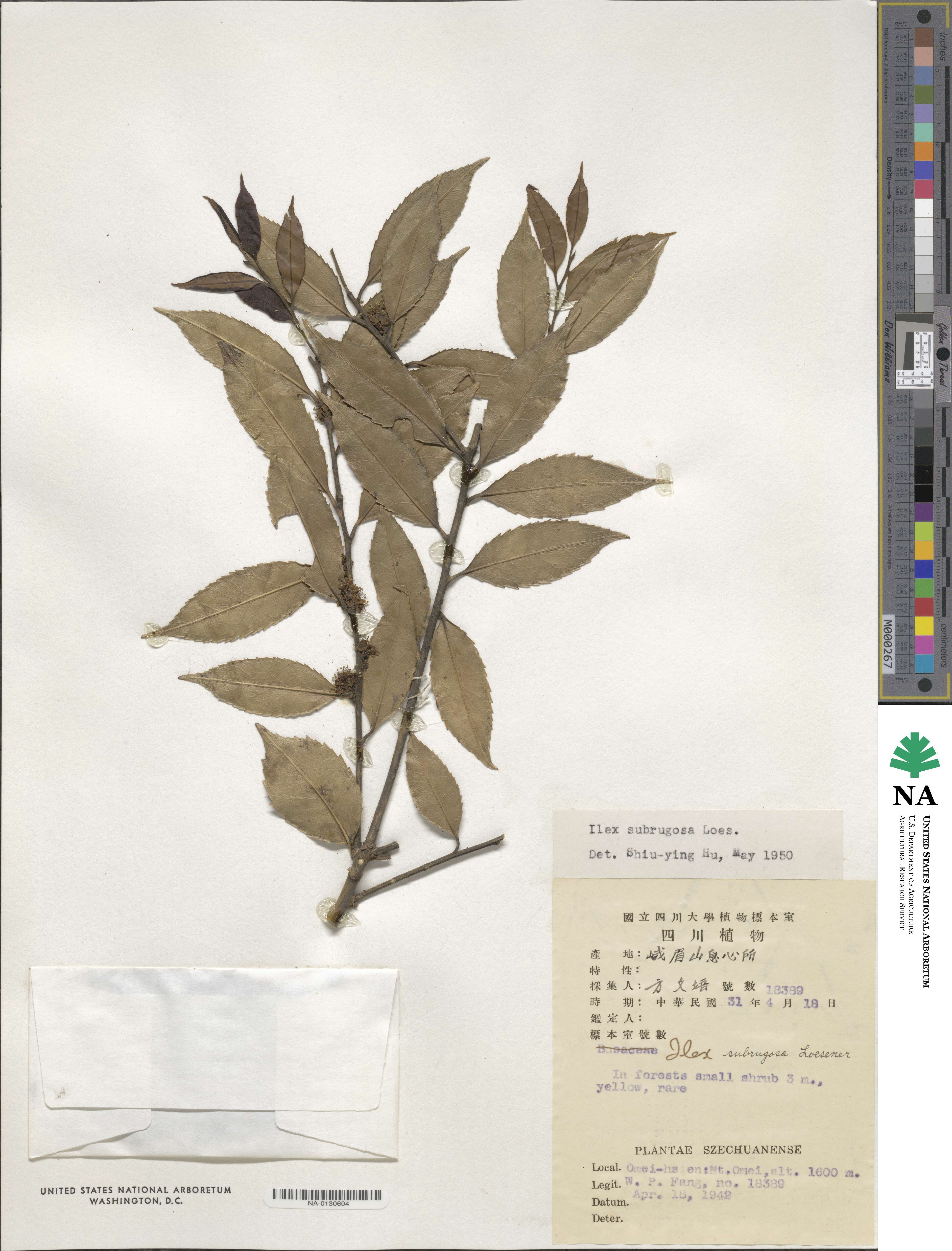 Ilex subrugosa image