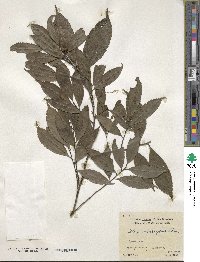 Ilex subrugosa image