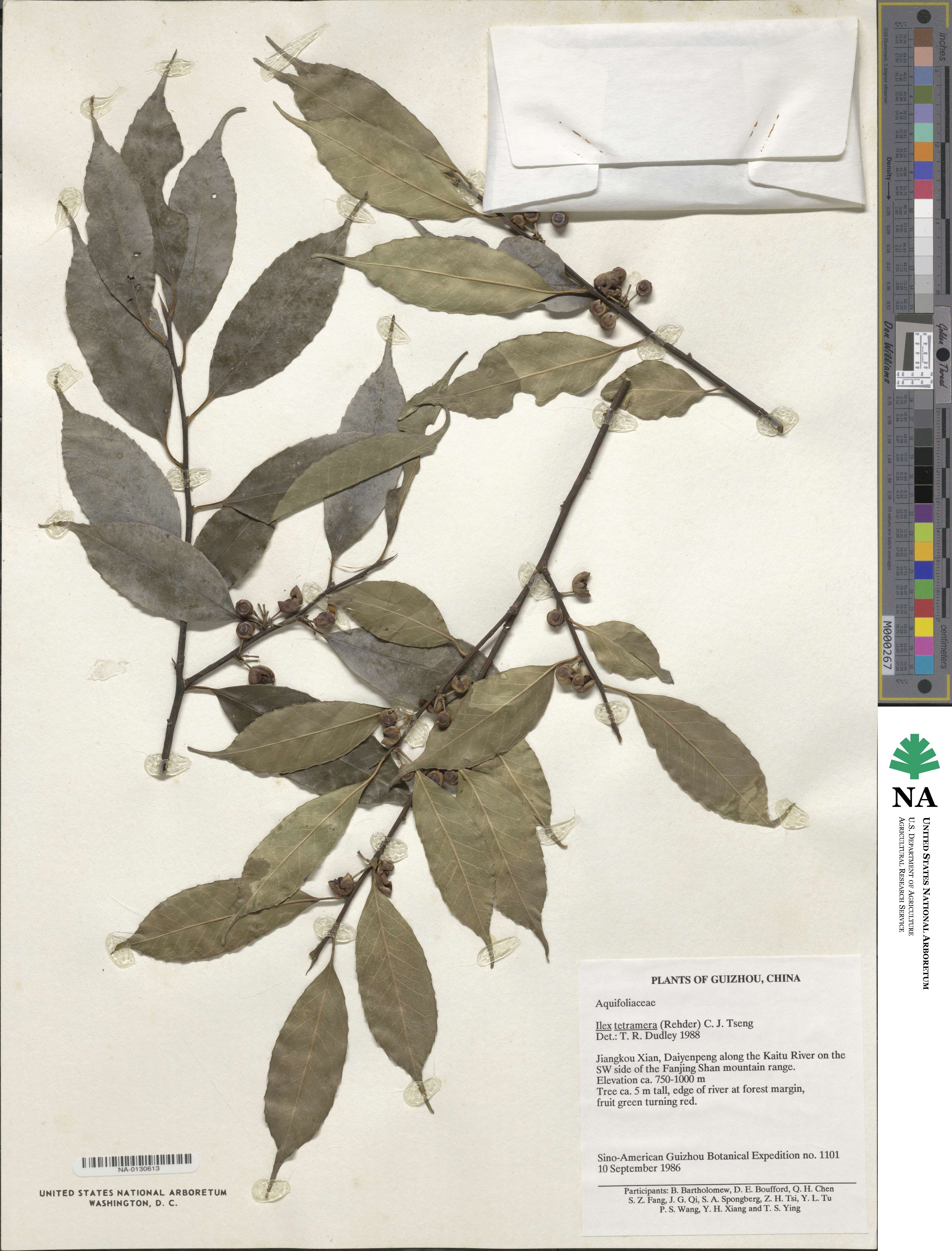 Ilex tetramera image