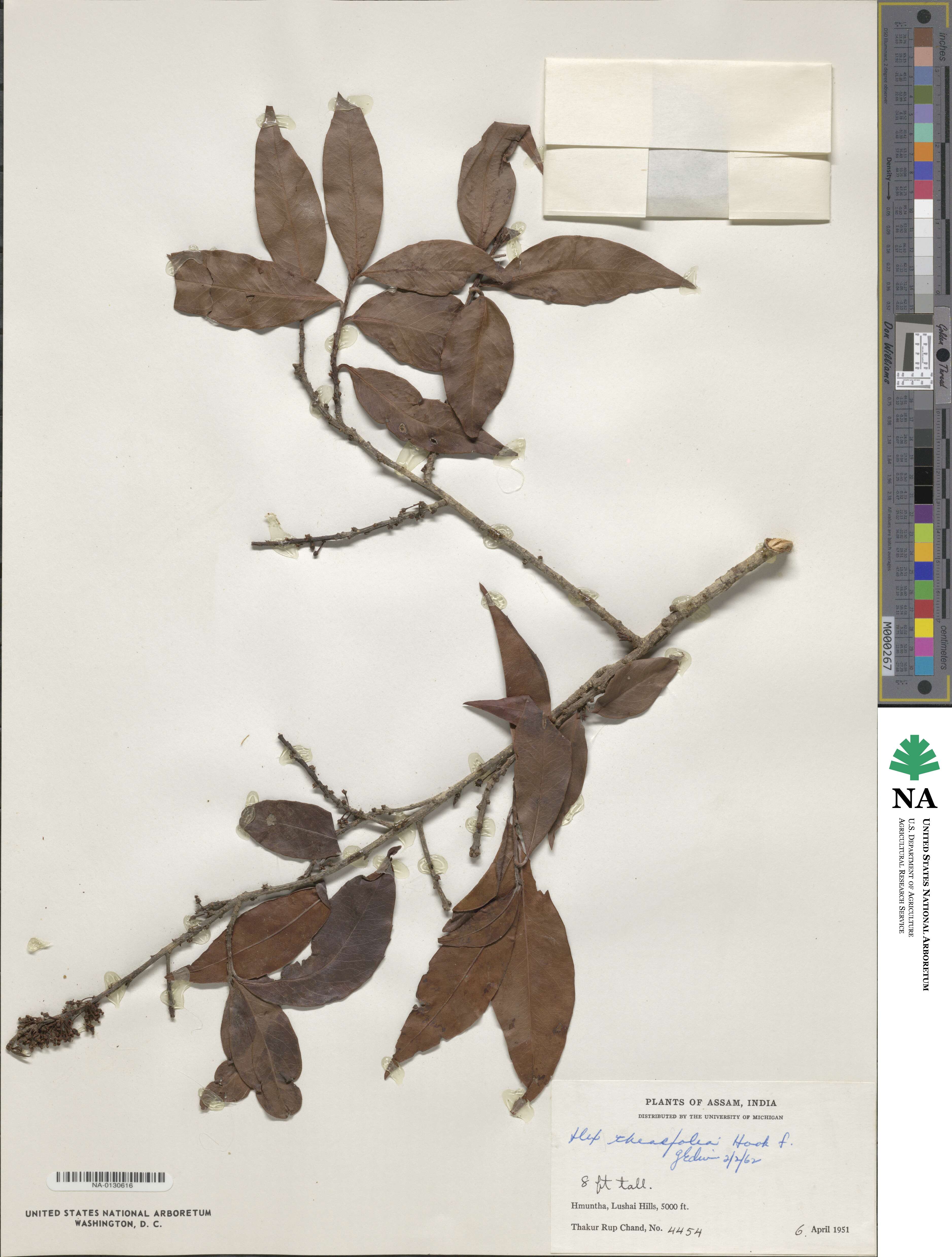 Ilex odorata image