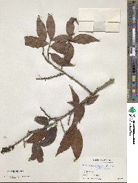 Ilex odorata image