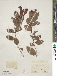 Ilex triflora image